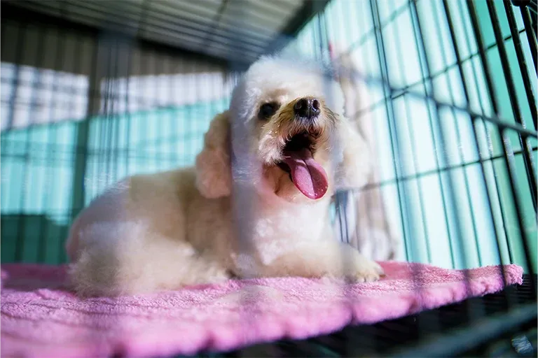 Small white dog lying on a mat inside a wire crate