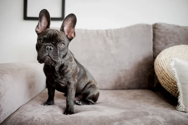 Blue French Bulldog sitting on a sofa