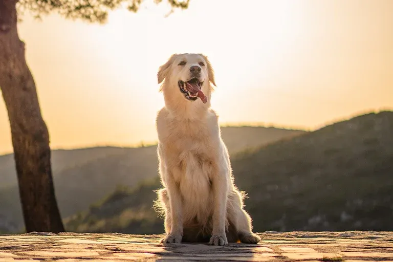 Cream Golden Retriever sitting at sunset