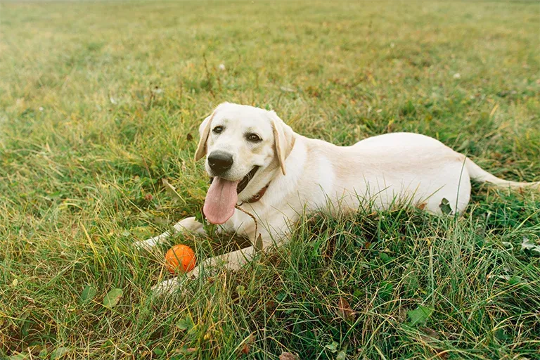 Yellow Labrador lying in grass with a ball