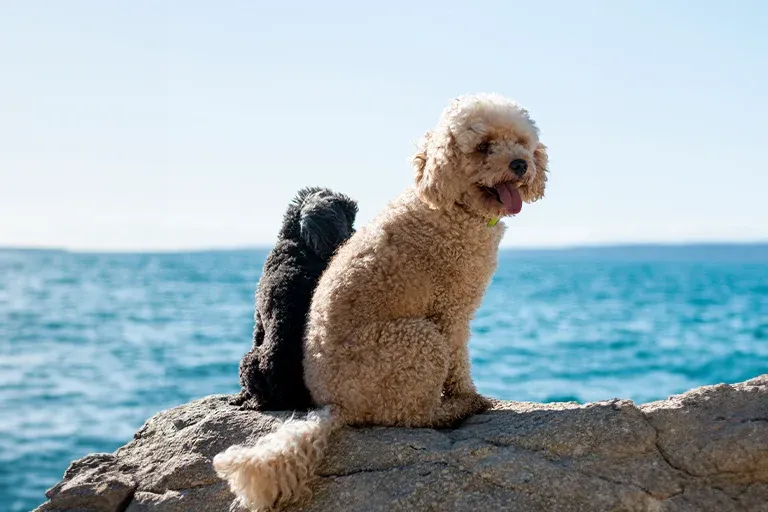 Two Poodles sitting on rocks by the sea