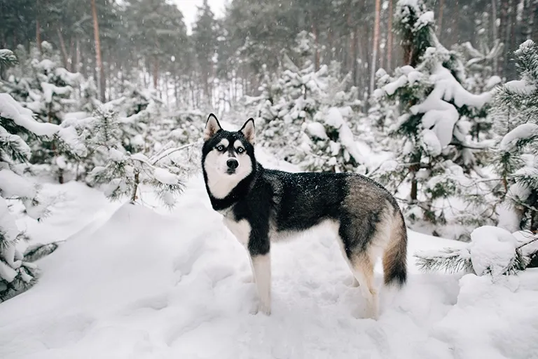 Husky standing in a snowy forest