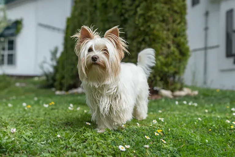 Yorkshire Terrier standing on a lawn