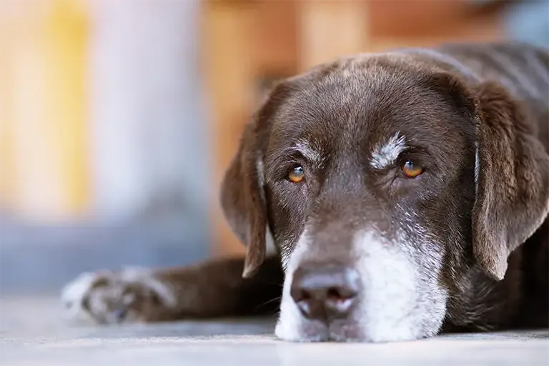 Senior dog lying on the floor, waiting