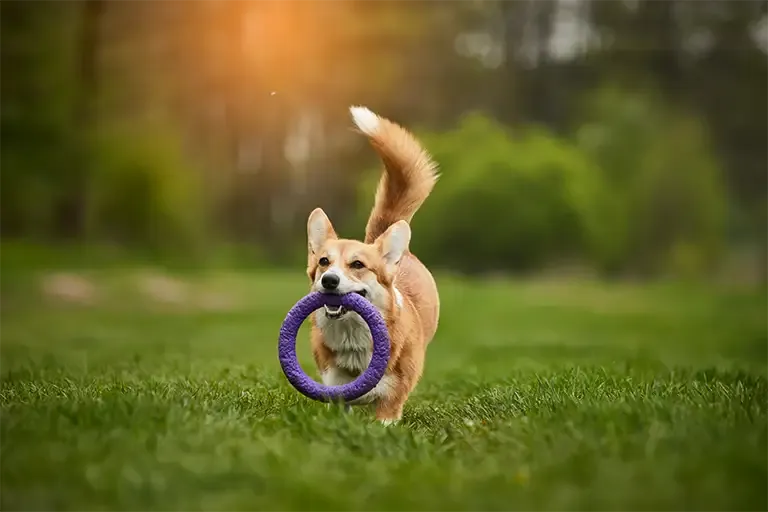 Corgi running across a meadow with a ring toy in its mouth