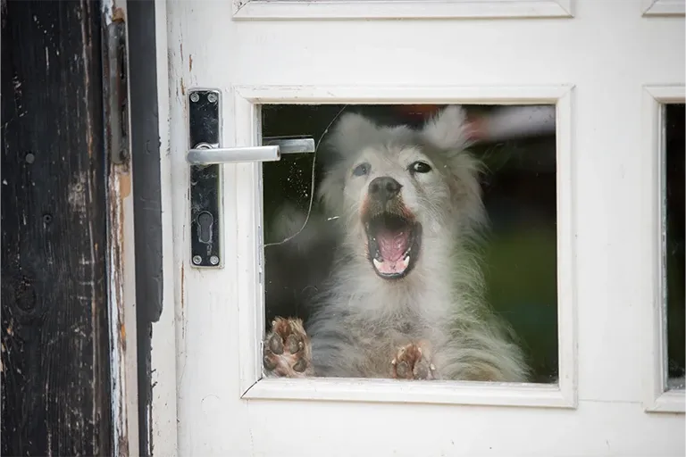 Dog barking through a glass door