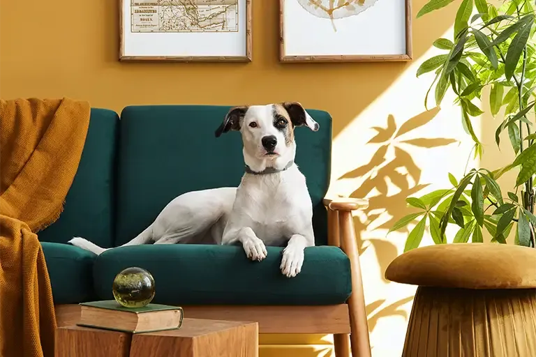Calm black and white dog resting on a green sofa