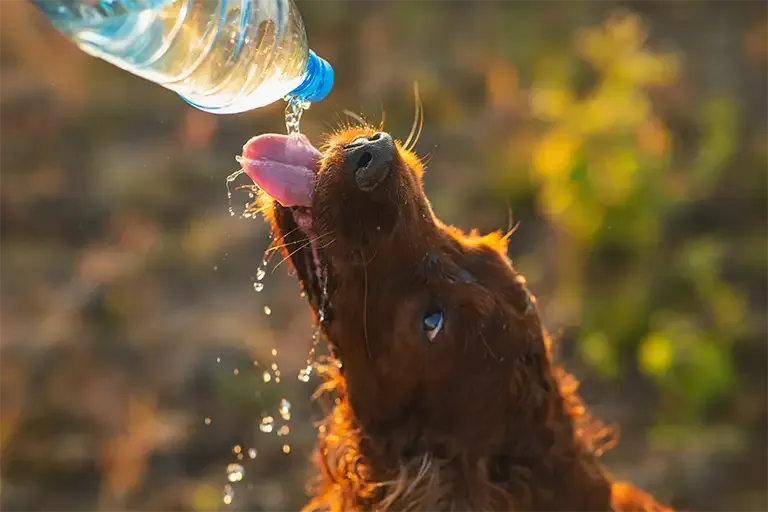 Dog drinking water poured from a bottle on a sunny day
