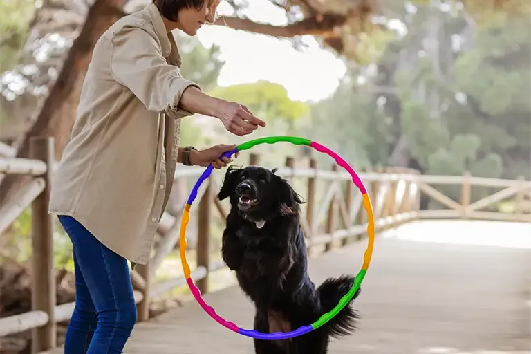 Black dog jumping through a colorful hoop held by its owner