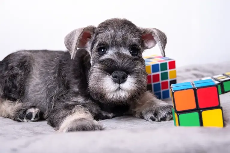 Miniature Schnauzer puppy lying on a blanket