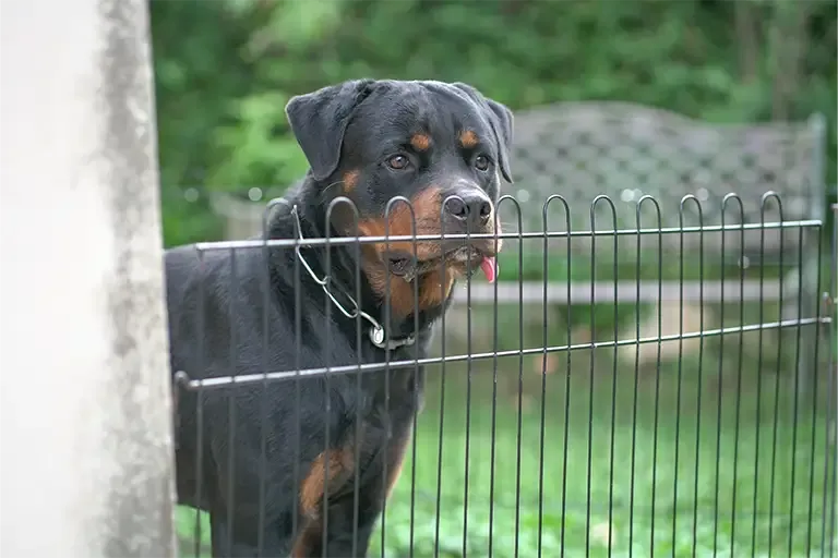 Rottweiler standing behind a garden fence