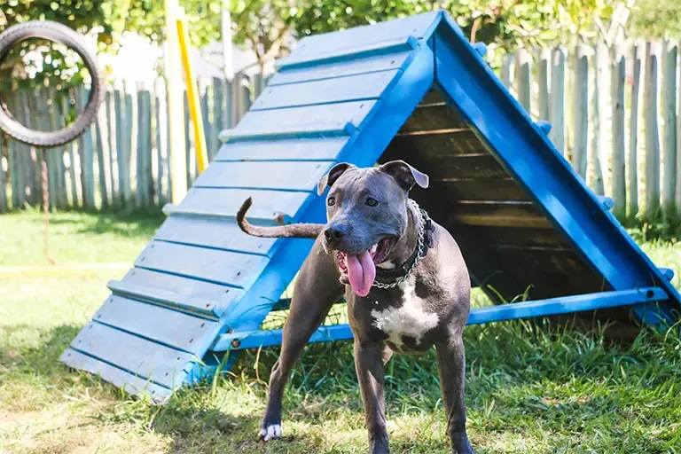 Dog standing in front of a wooden dog house