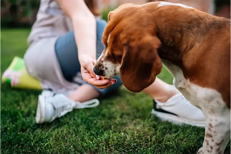Beagle licking its owner’s hand