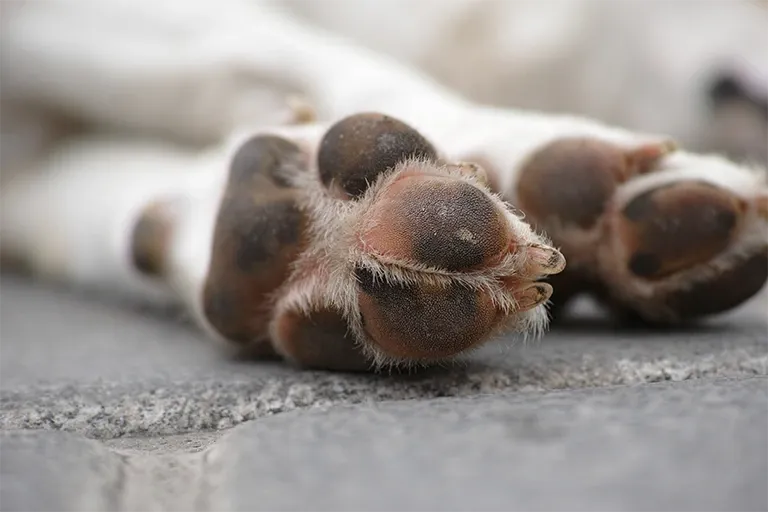 Close-up of a dog’s paw pads
