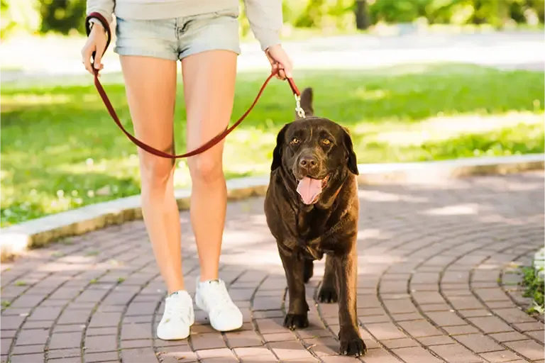 Chocolate Labrador walking happily on a loose leash beside its owner