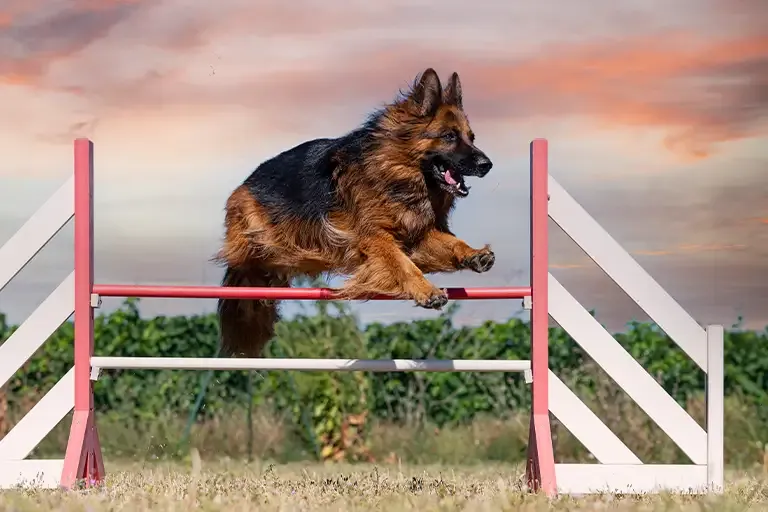 German Shepherd leaping over an agility jump at sunset
