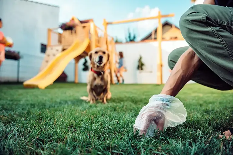 Owner picking up after a puppy in the backyard