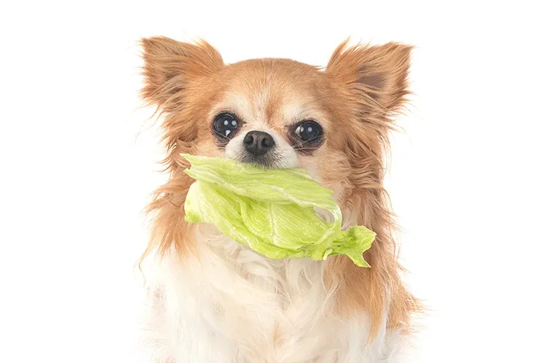 Chihuahua holding a lettuce leaf in its mouth