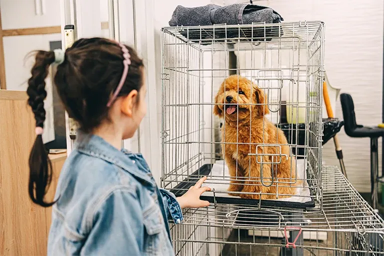 Girl looking at a young Poodle in a wire crate