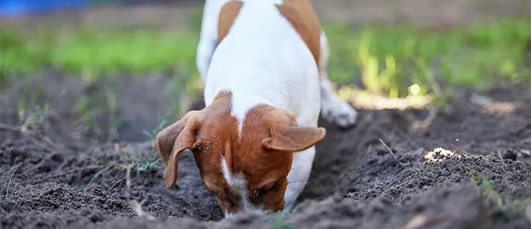 Jack Russell Terrier digging in soil