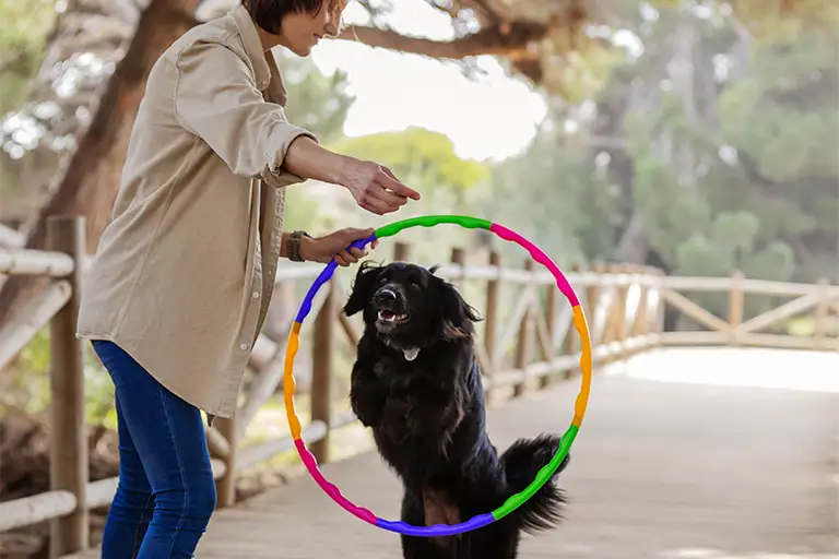 dog exercising