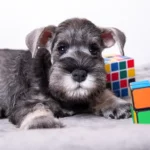 Dog exercising interactive toys for mental stimulation