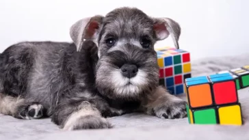 Dog exercising interactive toys for mental stimulation