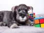 Dog exercising interactive toys for mental stimulation