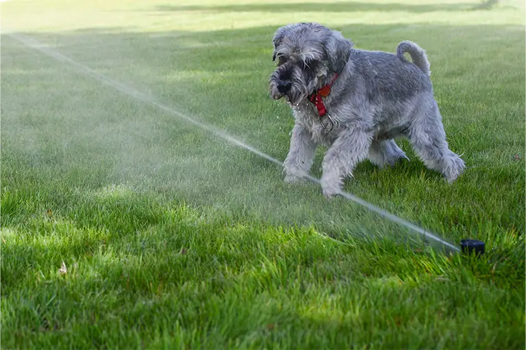 dog digging water sprinkles