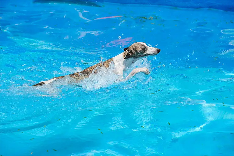 Dog training exercise - Swimming