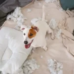 how to stop dog from chewing pillow