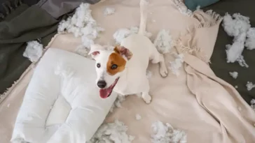 how to stop dog from chewing pillow
