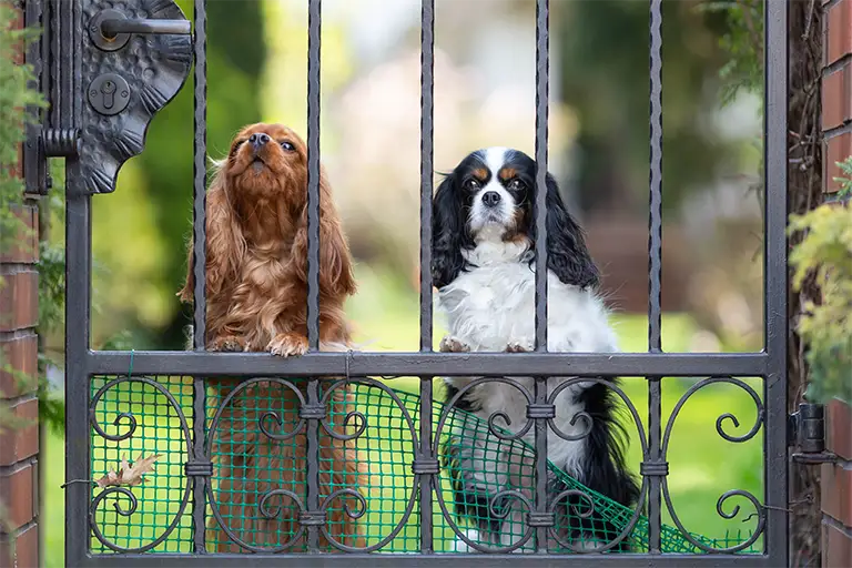 Stop Your Dog from Digging Under Fence