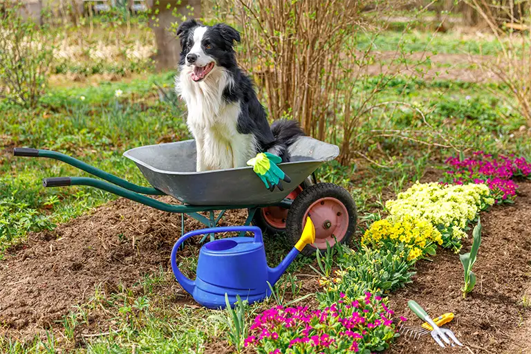 how to stop dog from digging up plants