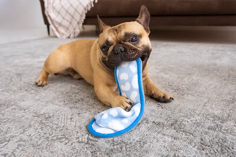 stop your dog from chewing shoes