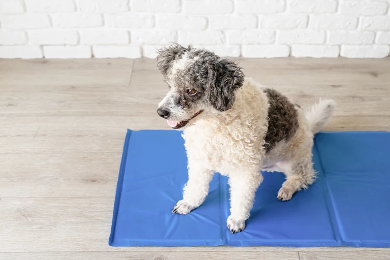 dog crate mats
