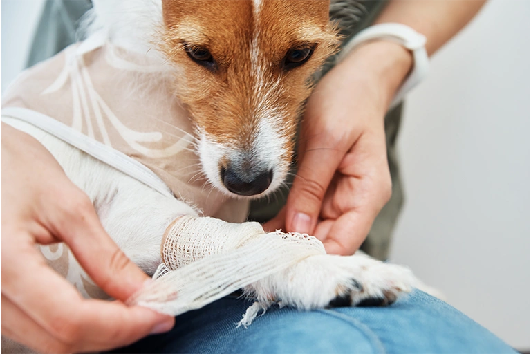 dog paw bandage