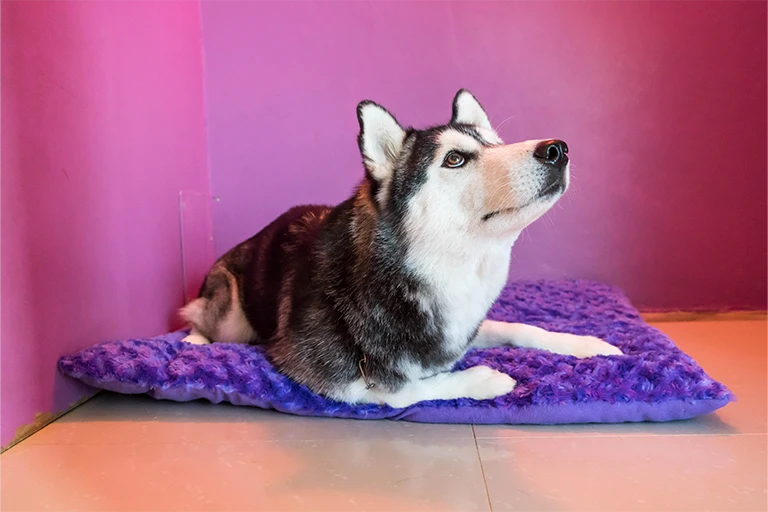 dog crate mat