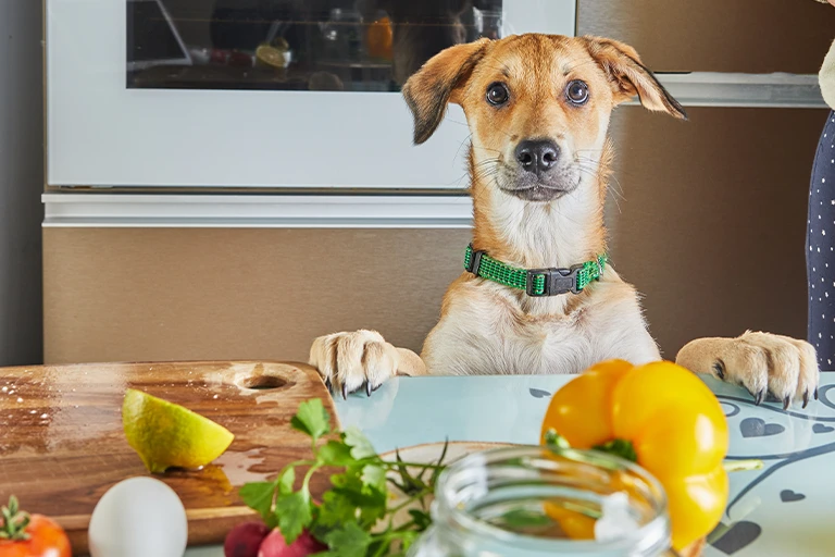 Dog Food