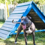 Dog Shelter