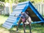 Dog Shelter