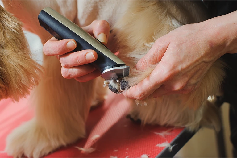 dog grooming
