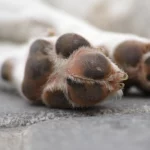 dog paw dry skin