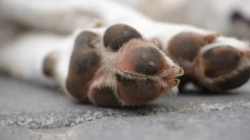 dog paw dry skin