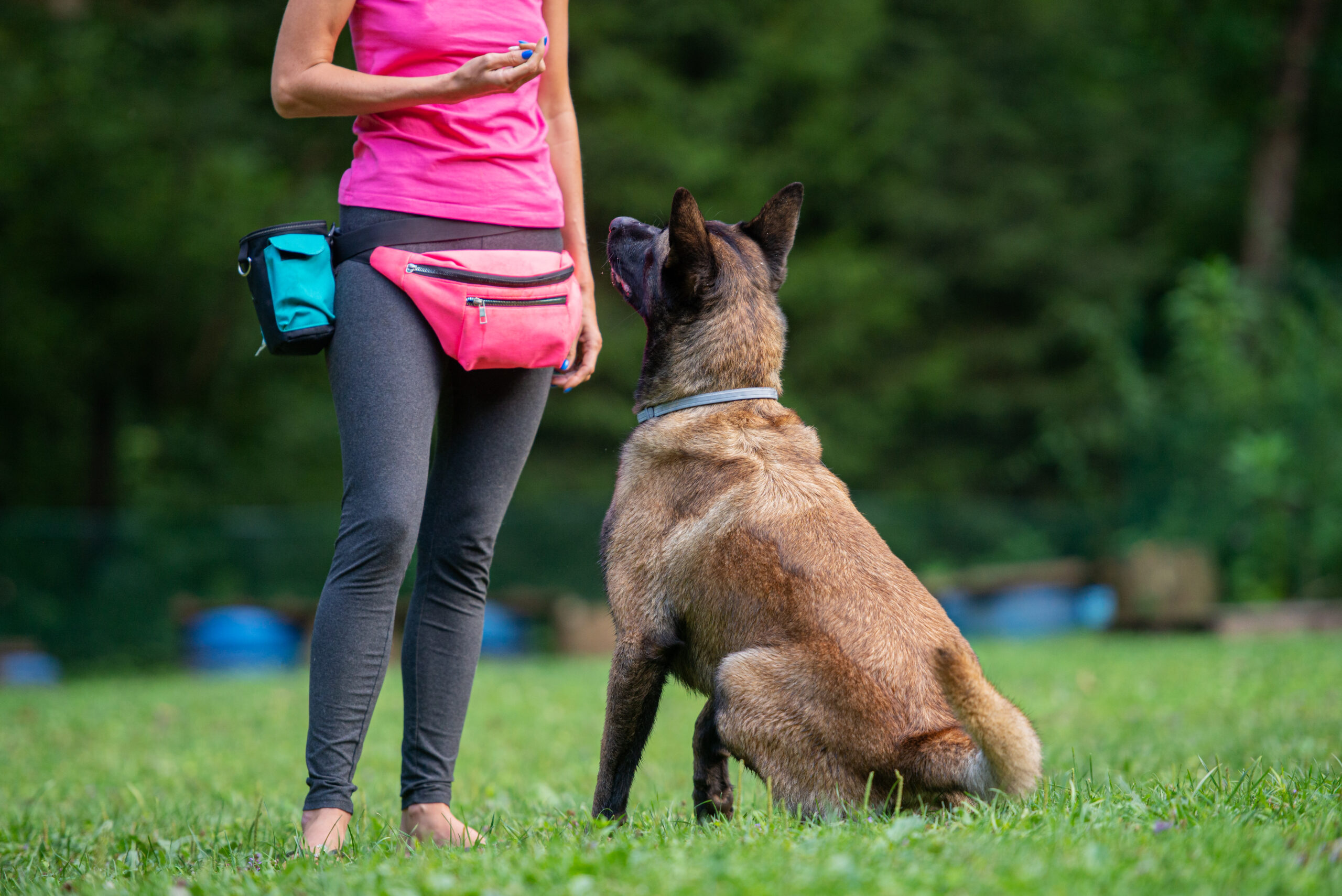 Dog training with whistle