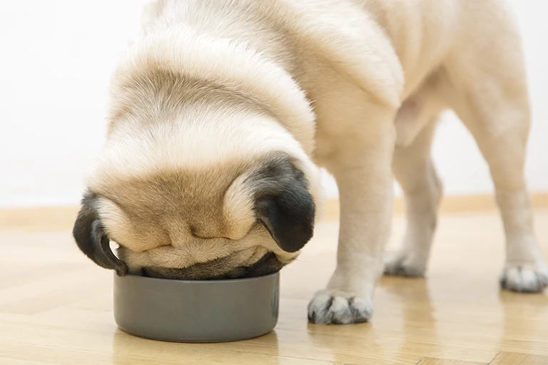 dog ceramic bowl