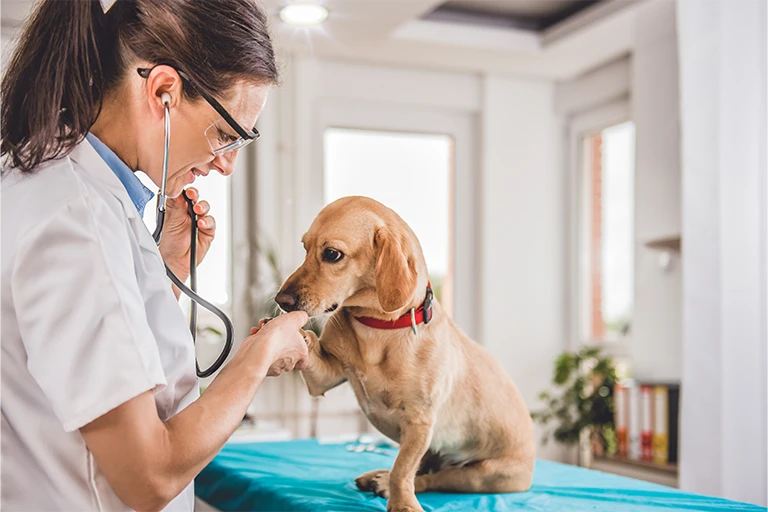 dog health