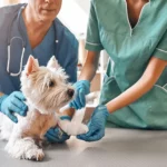 dog health