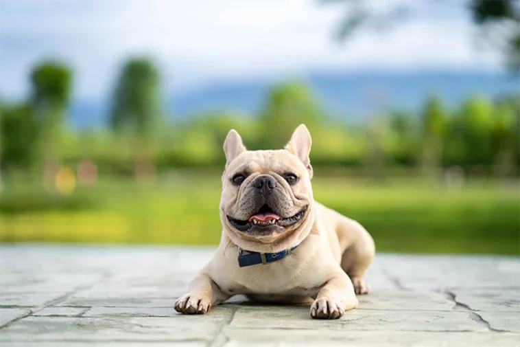 Cute happy french bulldog