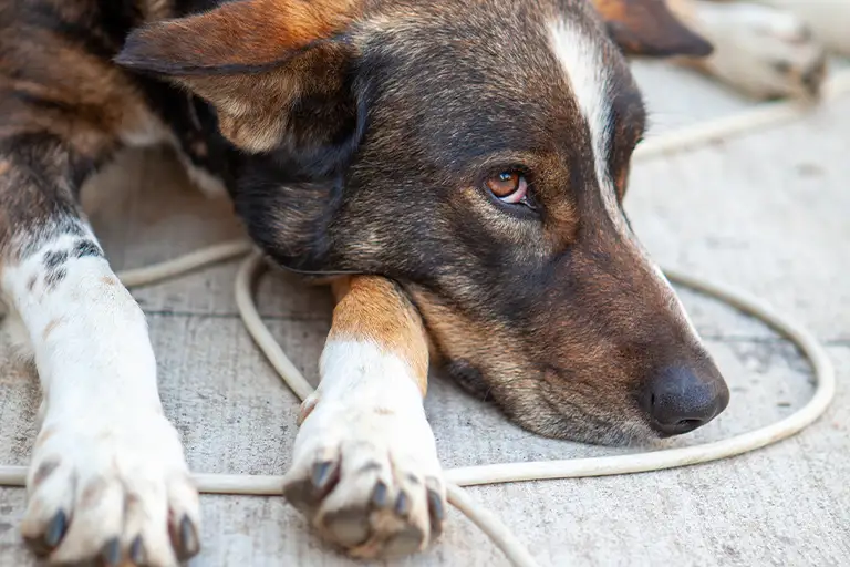Stop Your Dog from Chewing Cords
